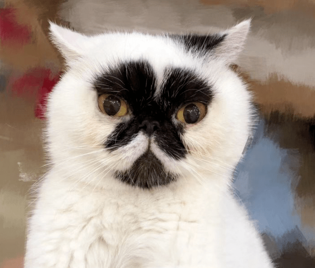 拥有一只回头率高的猫是种怎样的体验