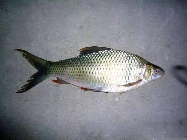 广西大部分水库都养殖此鱼它全身银白色头和嘴巴小而尖
