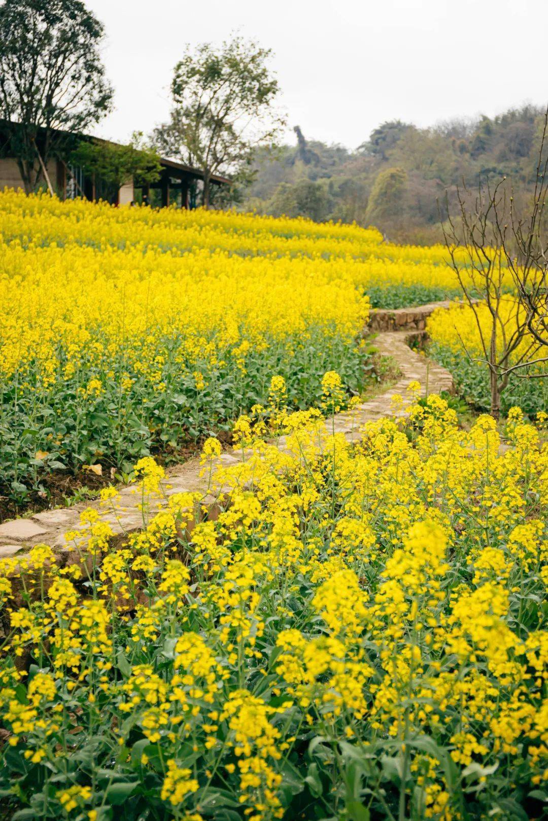 重庆1333333㎡油菜花开了!公交直达免费赏,错过等一年!