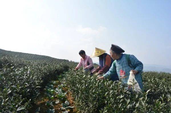 安龙县有多少人口_民俗文学 探寻百年布依村 板万布依古寨