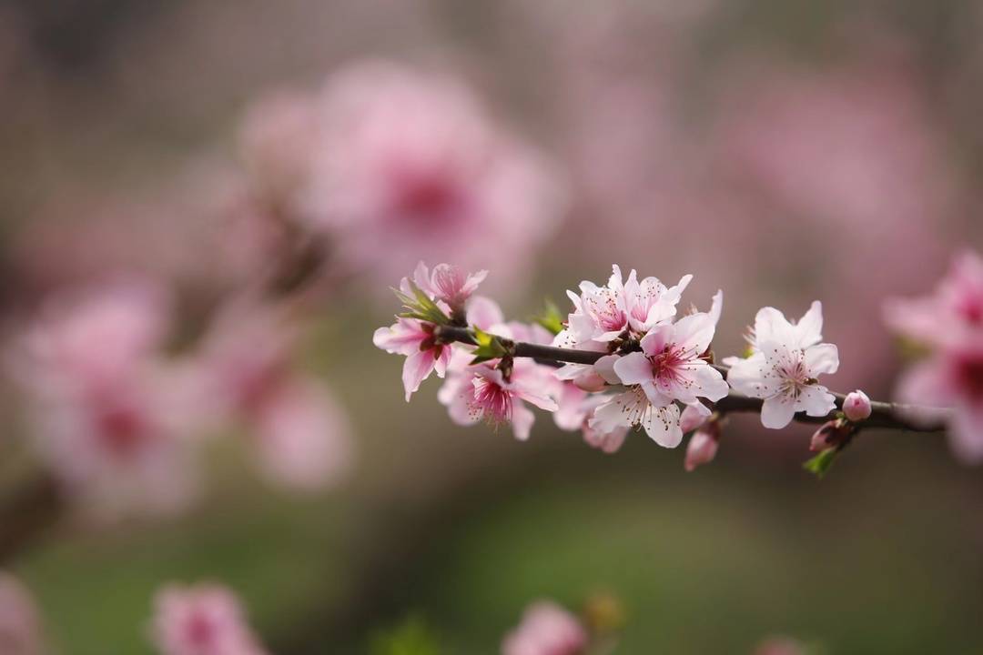 春风十里桃花香 成都东部新区首届东麓桃花季攻略来啦！
