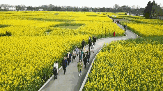 = 花田下午茶=绮丽的春光里,悠哉地泡上一壶清甜的花茶品赏一份美味的