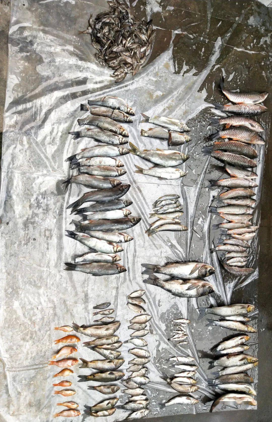 庆元东部山区的野生溪鱼几乎绝迹,都是他们干的!
