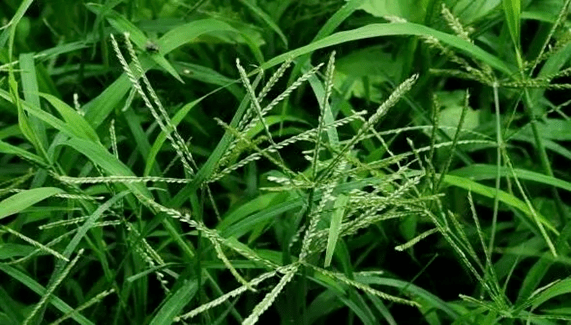 牛年说"牛"药,中医来介绍