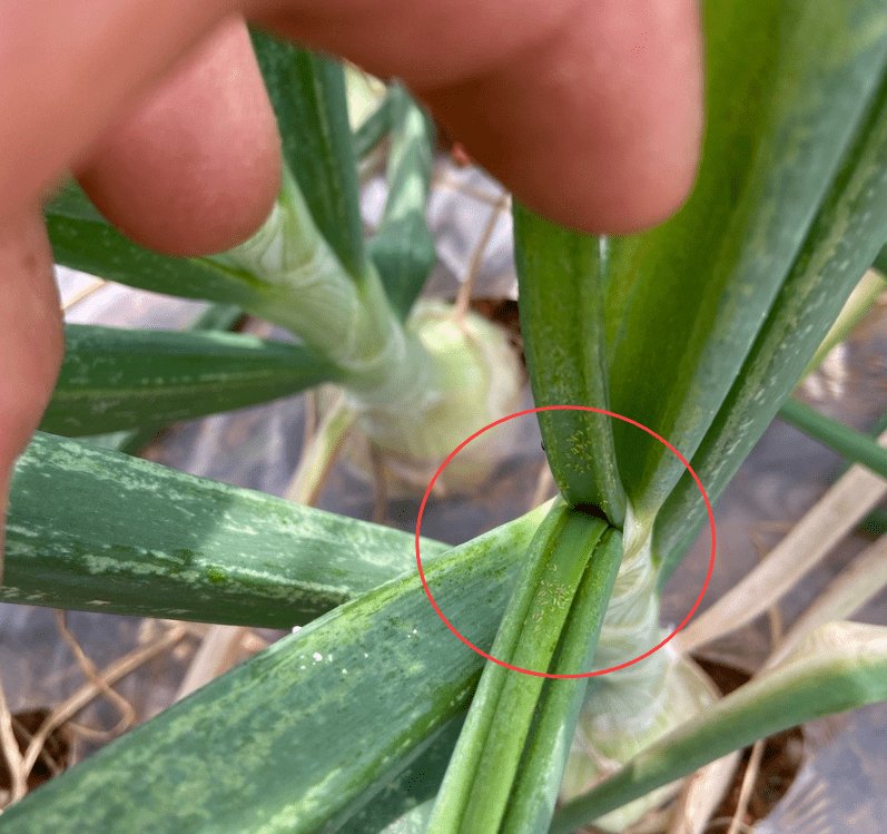 抗性蓟马防治难用对方法教你一招制胜