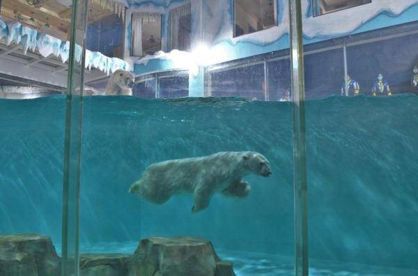 哈尔滨极地公园3月12日盛大启幕 全球首个北极熊酒店同步营业