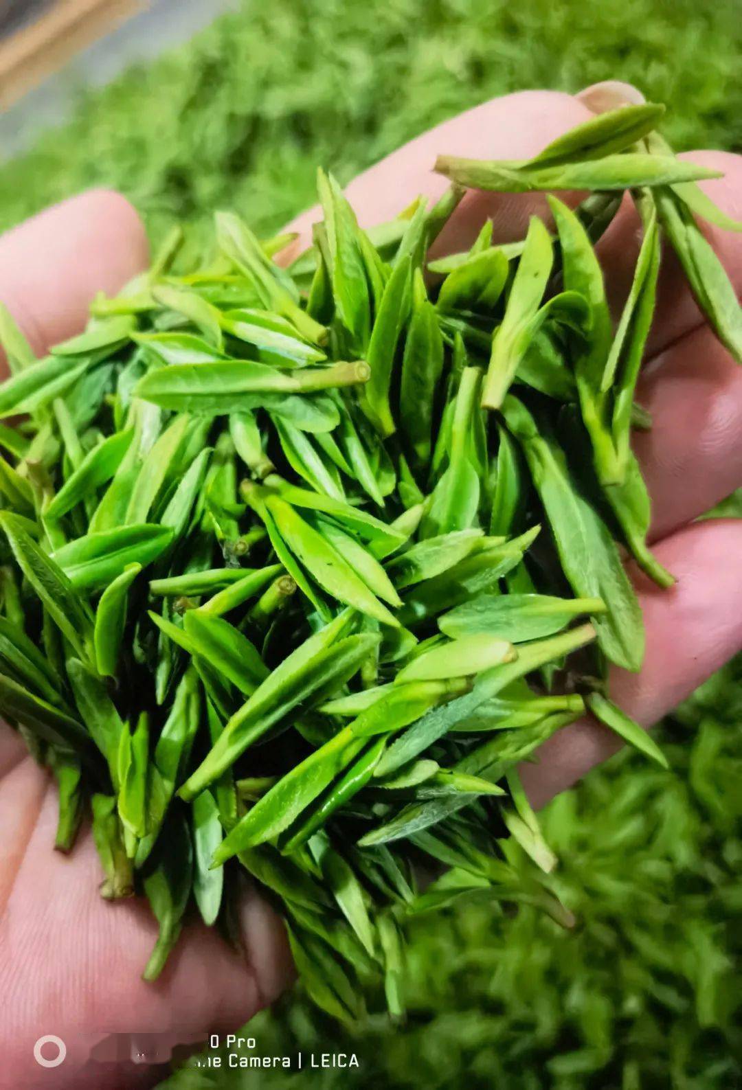 佳和烟酒茶柜明前龙井只为让你尝到第一口鲜