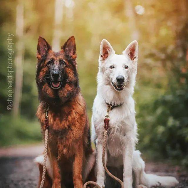 硬汉黑德牧x优雅白德牧,满满的cp感,代到了!