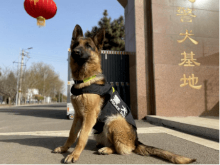 我的铲屎官朱伟,他是北京铁路公安局神华公安处警犬基地的一名民警