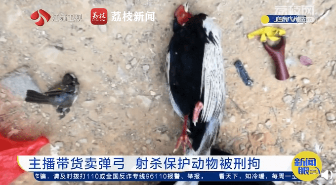 主播为卖弹弓拍摄打鸟视频被拘！