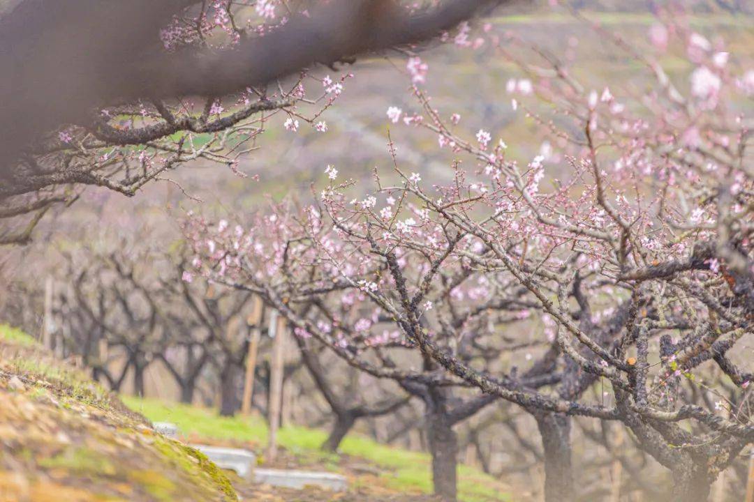 3月3日,小编探访奉化区萧王庙街道林家村"天下第一桃园,发现这里的