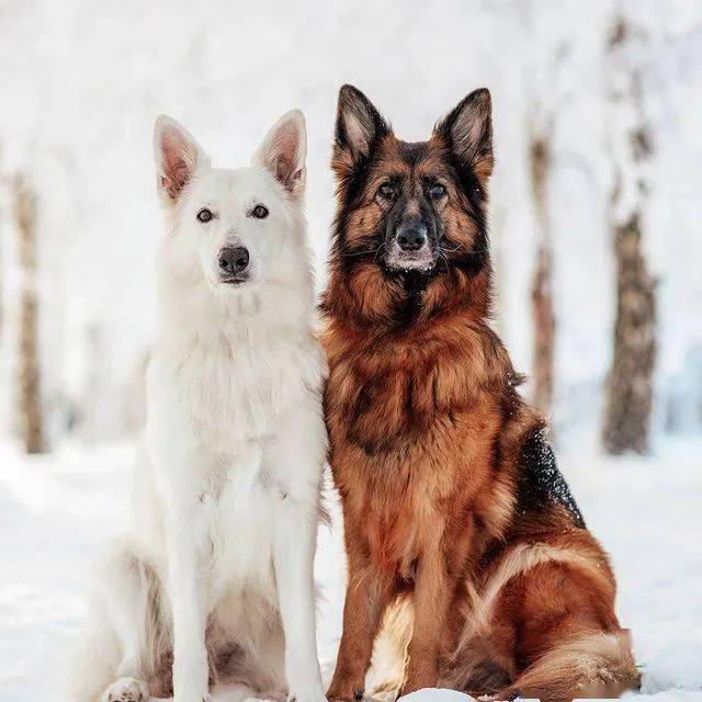 硬汉黑德牧x优雅白德牧,满满的cp感,代到了!