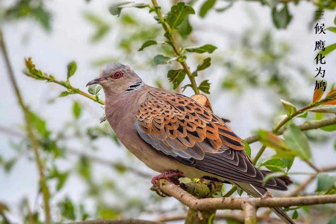 桃始华:桃,果名惊蛰分为三候:"一候桃始华;二候仓庚鸣;三候鹰化为鸠.