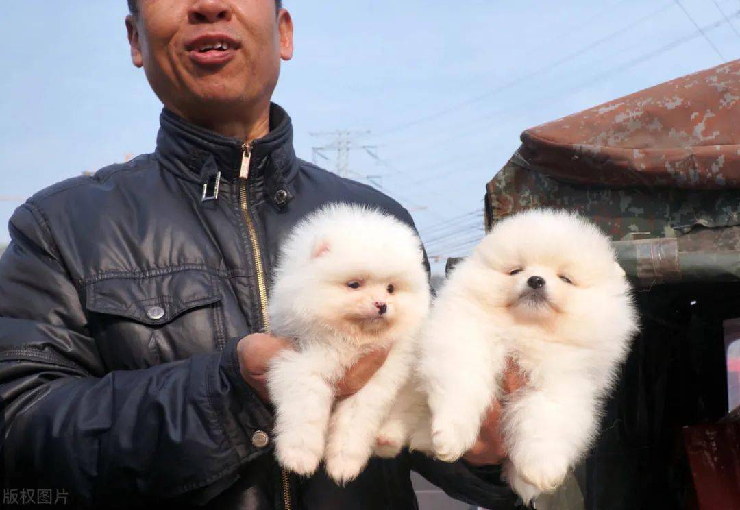 怎么挑选好狗标准 94d69baf1d294d1e800012fb8b2c53d2.jpeg