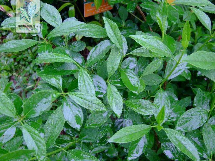 金钟花的叶(图片来源:中国植物图像库)迎春花,野迎春,连翘,金钟花