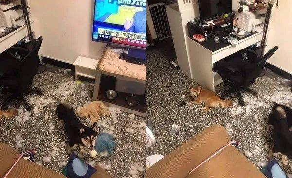 抢新玩具,3柴惹爸开骂"低吼变安静",10分钟分尸娃棉花炸满地_柴犬