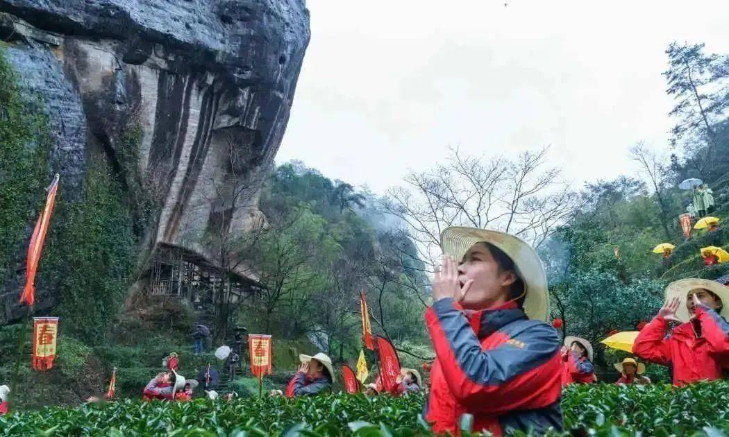 惊蛰2021年请到武夷来吃茶全民喊山制茶季暖心开启