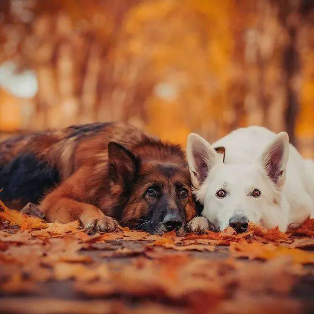 硬汉黑德牧x优雅白德牧,满满的cp感,代到了!