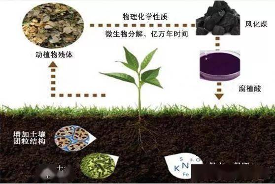 土壤腐植酸微生物三者的关系