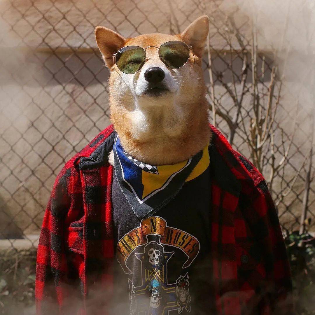 想不到有一天我会被一只狗狗帅到