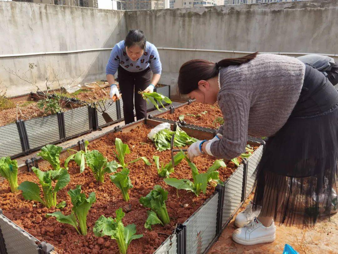 长沙这个学校火了小菜农爱上种菜