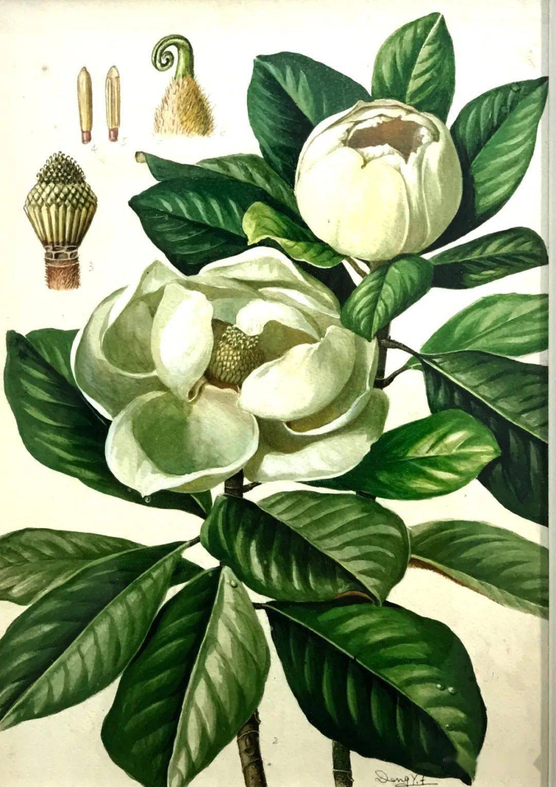 不容错过 这里展出植物画家笔下的木兰科植物画作 华南