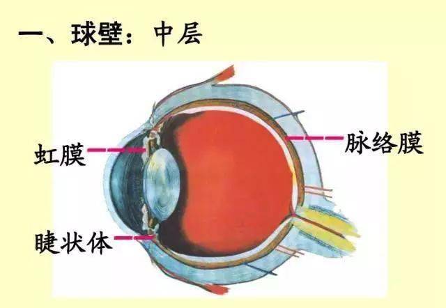 本书一共分为十二章,对少年儿童的屈光与屈光不正进行了简明,精当的