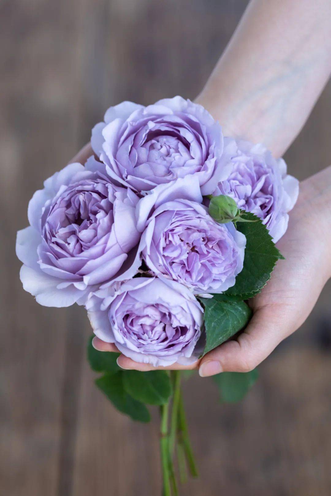 周末福利丨蓝紫色超新品月季隐隐青我们要送给你