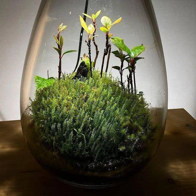 苔藓微景观作品欣赏