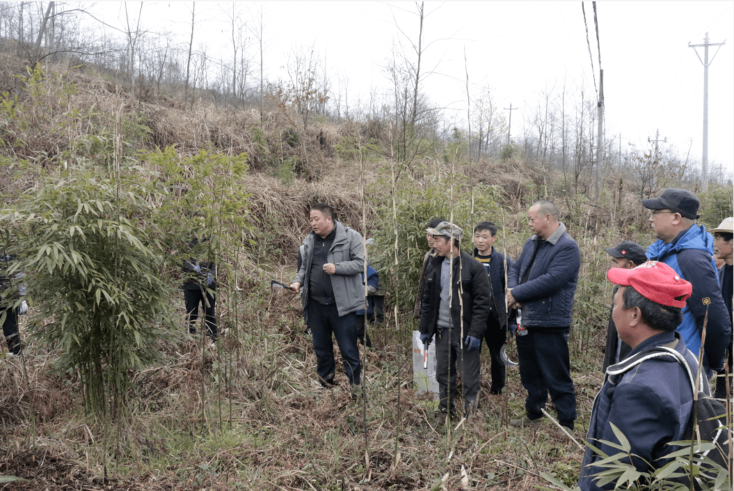 枧坝镇:林间传经送宝 做强做大竹产