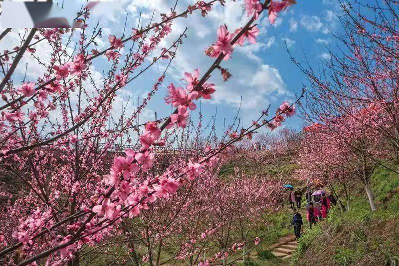 醴陵清水江桃花园图片