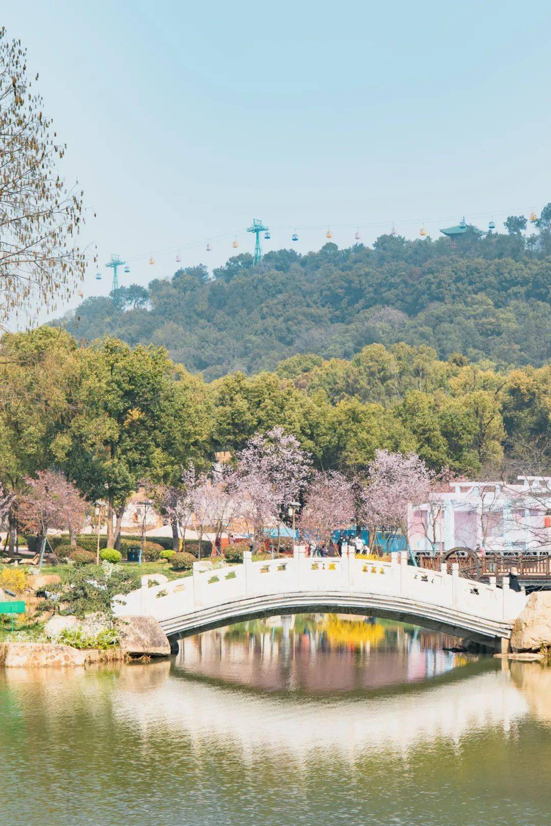 武大今日開放賞櫻,還要不要花錢去東湖櫻園?_櫻花