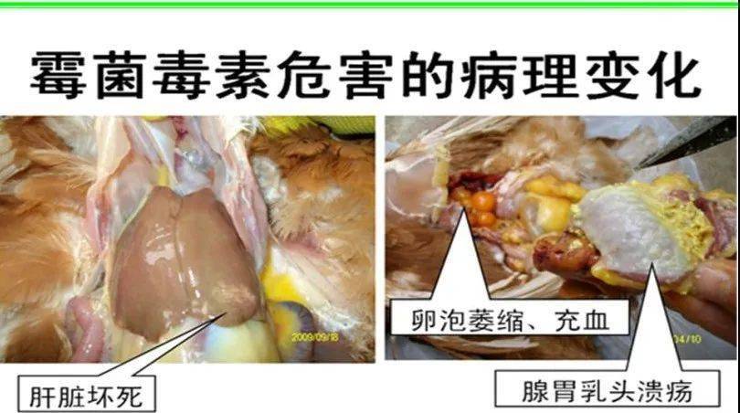 肉鸡霉菌中毒症状图片图片