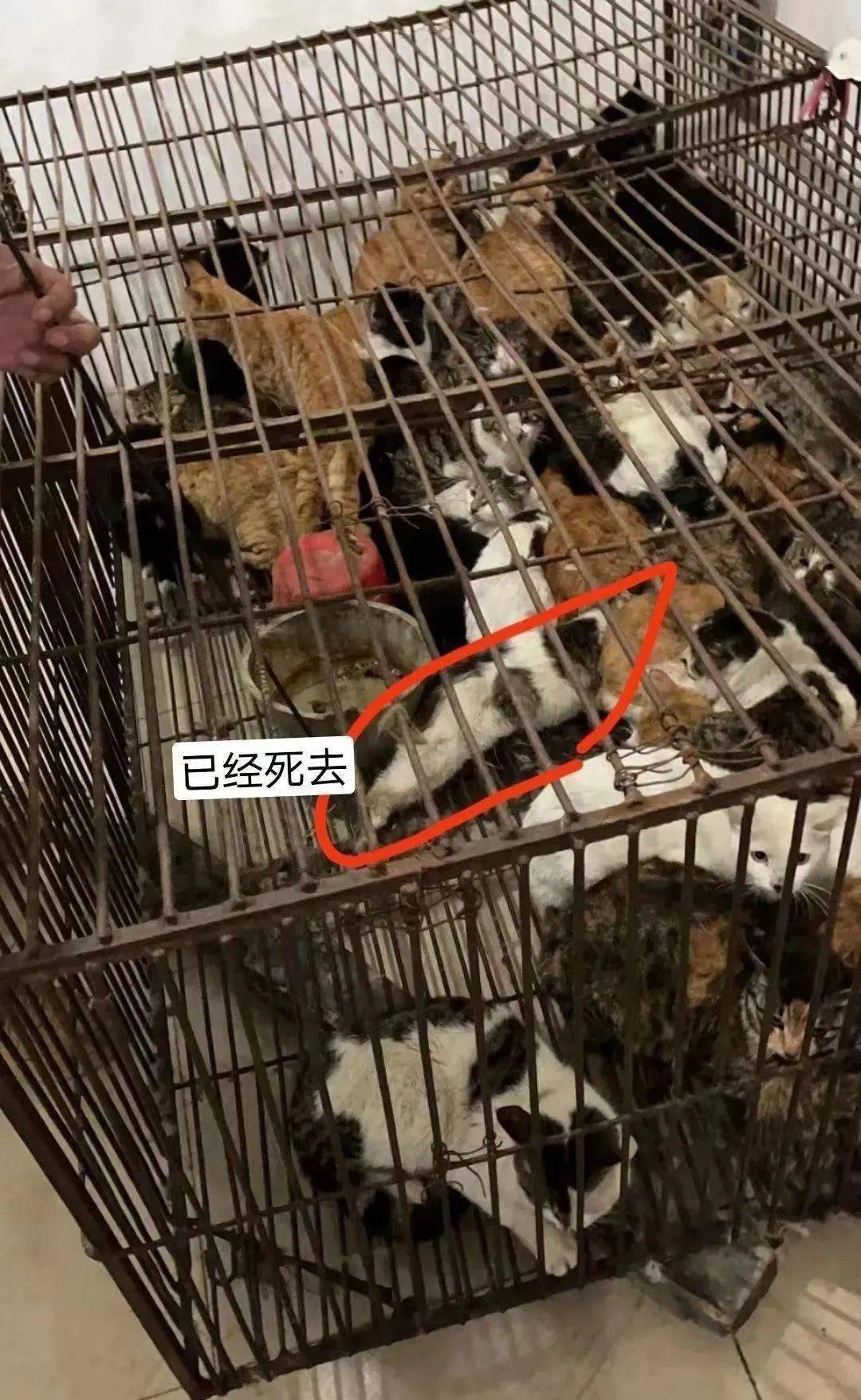 上海猫咪黄点点被偷到江门,几百只即将被宰杀猫咪等待救援!_猫贩子