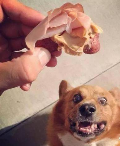 狗狗偷吃蛋糕後死亡，獸醫：死因不是巧克力，而是木糖醇！ 萌趣萌寵 第33张