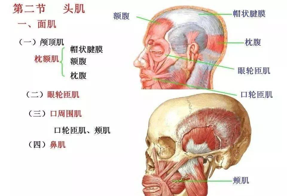 肌肉解剖高清圖譜