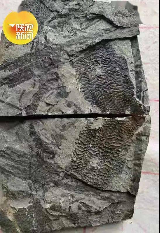 府谷县|陕北发现竹类化石！