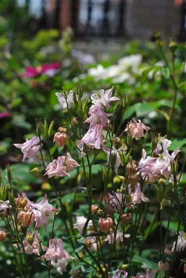耧斗菜专题名字俗气花朵却又仙气飘飘百看不厌