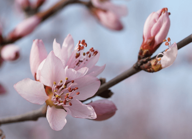 东二环的山桃花开了 二环路