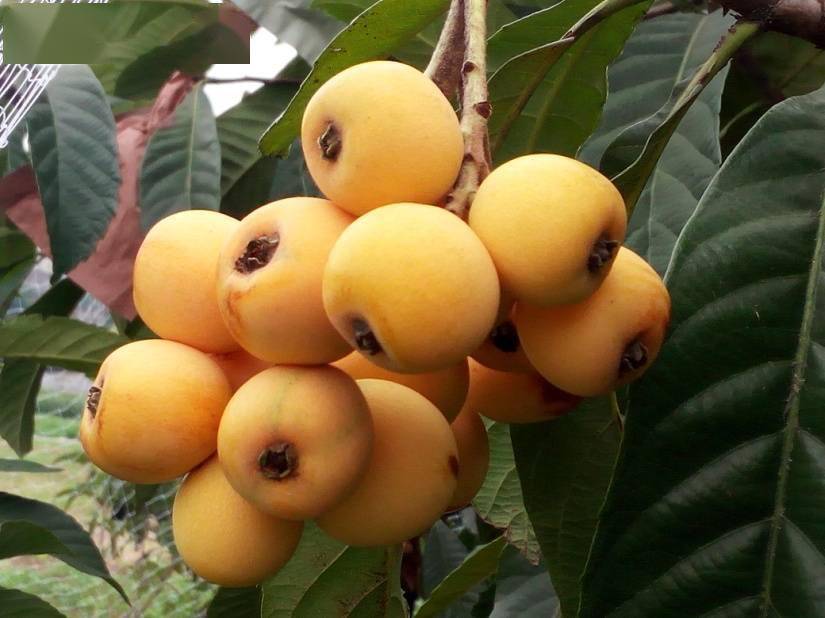 汁多味浓!四川农业大学成功培育出新品种"春花枇杷"