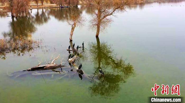 新疆罗布淖尔国家湿地公园迎来大批候鸟