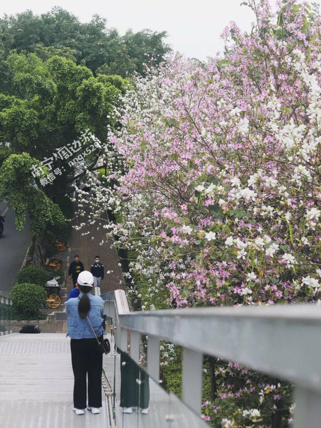 不用去柳州啦！南宁也有超美的紫荆花！这天桥成了网红打卡地！