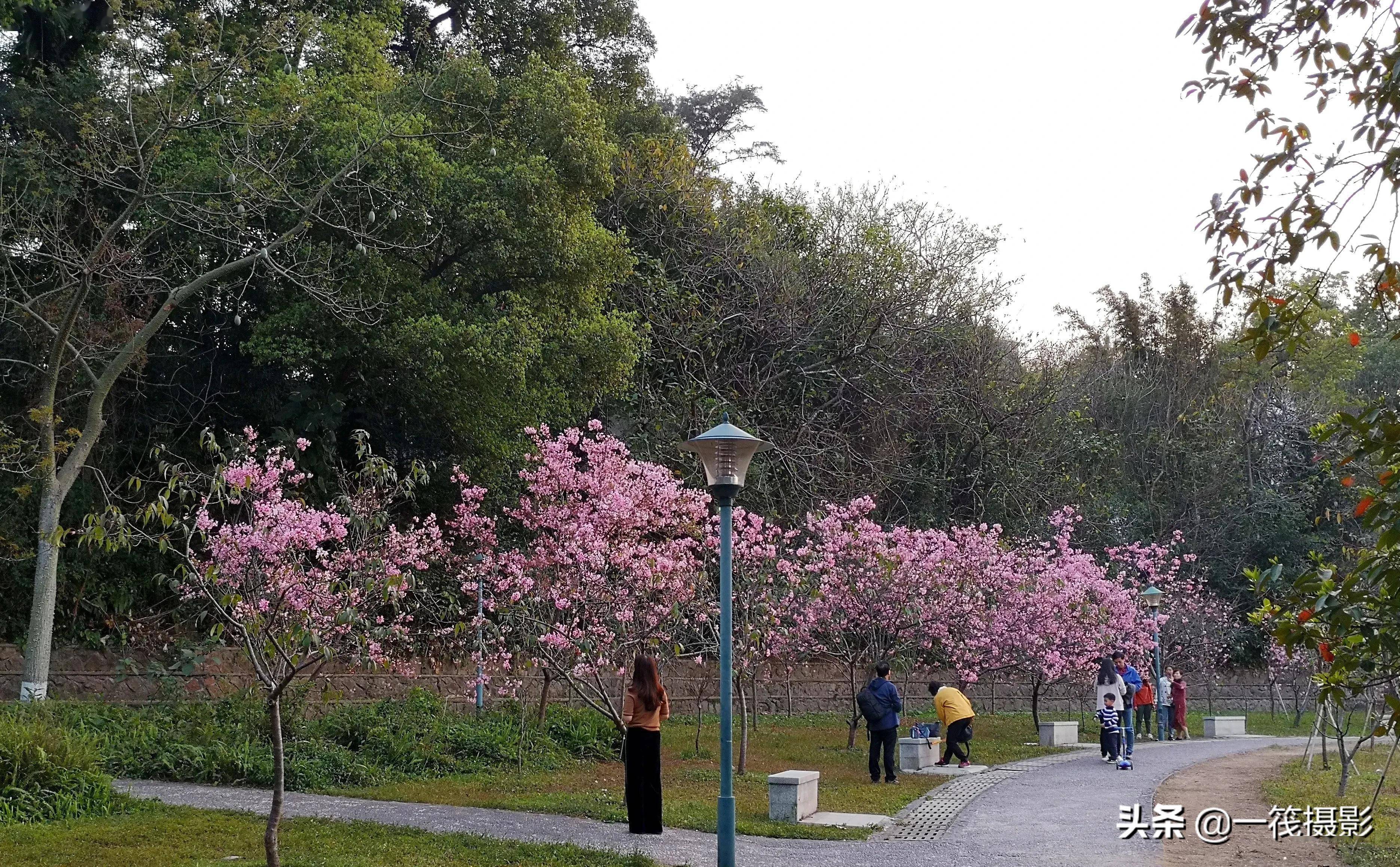 華南農大校園湖邊綻放的廣州櫻