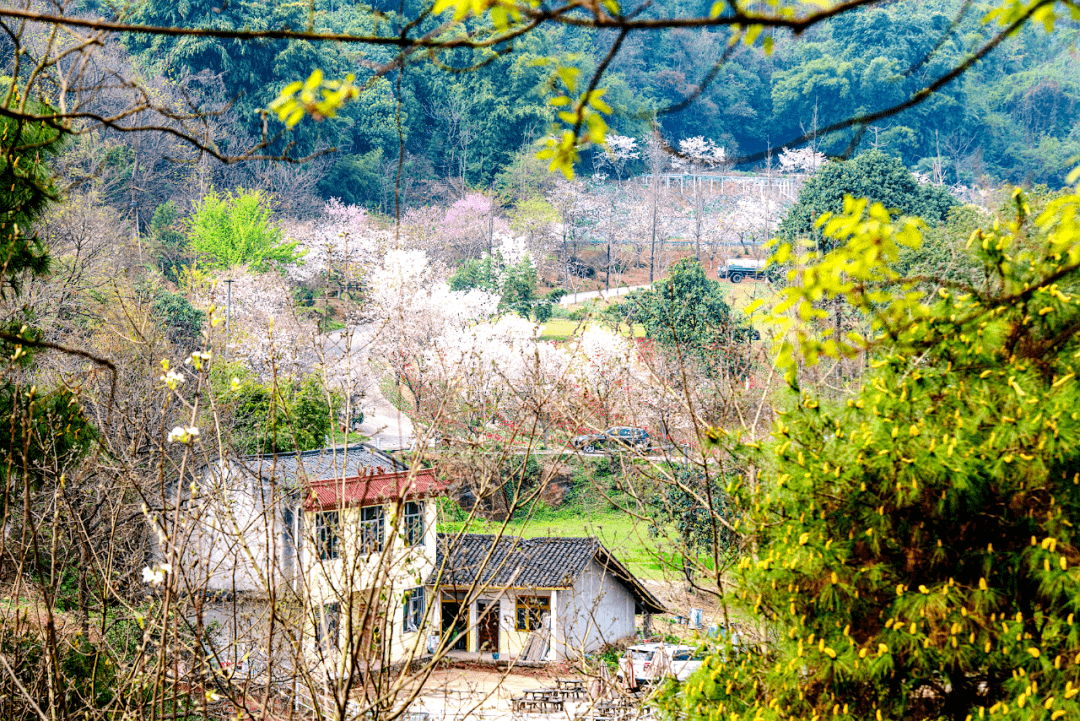 花开幸福来新津2021版赏花地图已更新