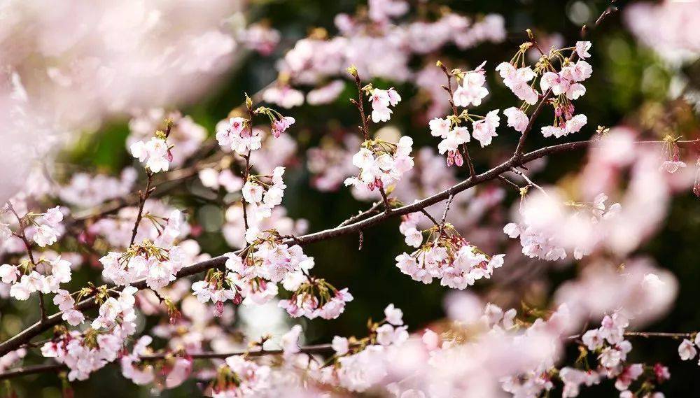 吹爆！宁波这10个赏樱胜地，粉色天堂美到开挂，不输北海道！