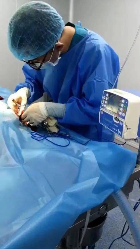 狗狗被救活了，這位主治醫師卻把飯碗丟了...... 萌趣萌寵 第6张