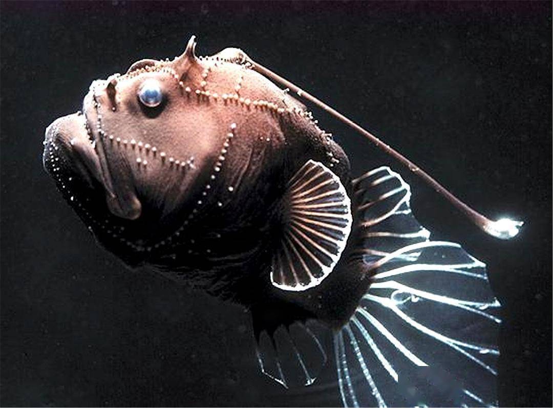 深海鮟鳢鱼图片图片