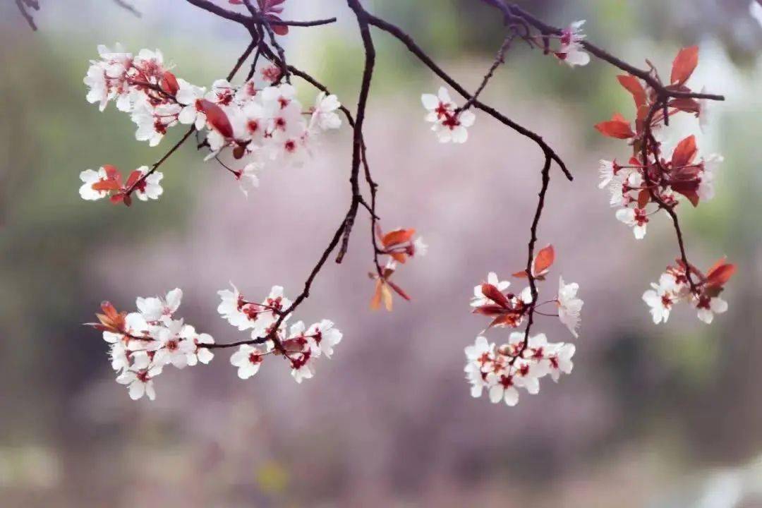 赏花合集 崇明的花都开了 快与 花花世界 来一场美丽约会吧 海棠花
