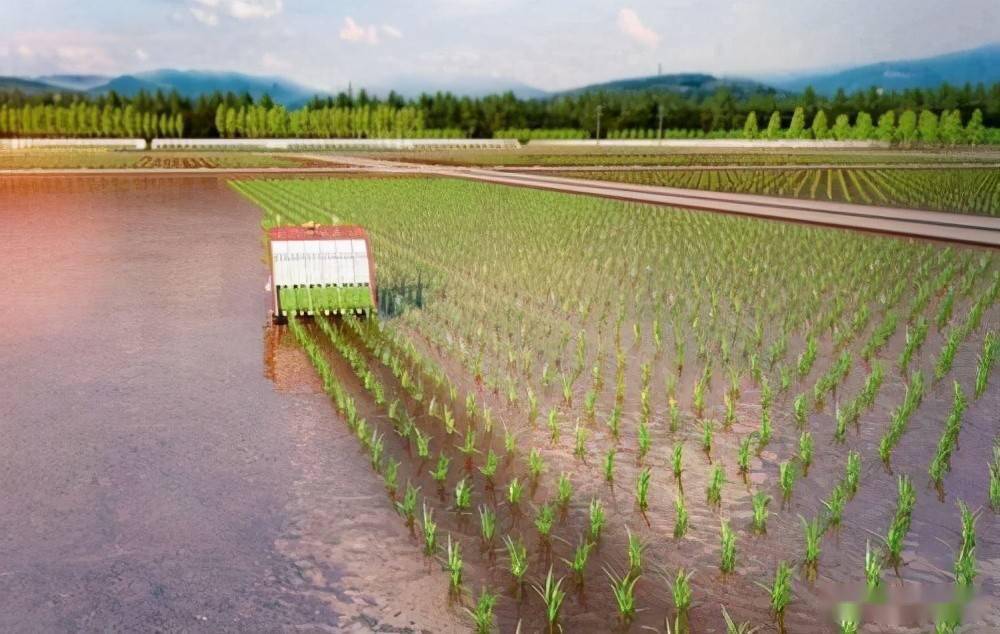 黑龙江宝清农业技术推广及水稻栽培技术_种植