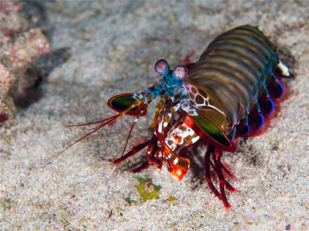 作为甲壳动物的雀尾螳螂虾,最让人津津乐道的是它们独一无二的惊人